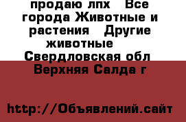 продаю лпх - Все города Животные и растения » Другие животные   . Свердловская обл.,Верхняя Салда г.